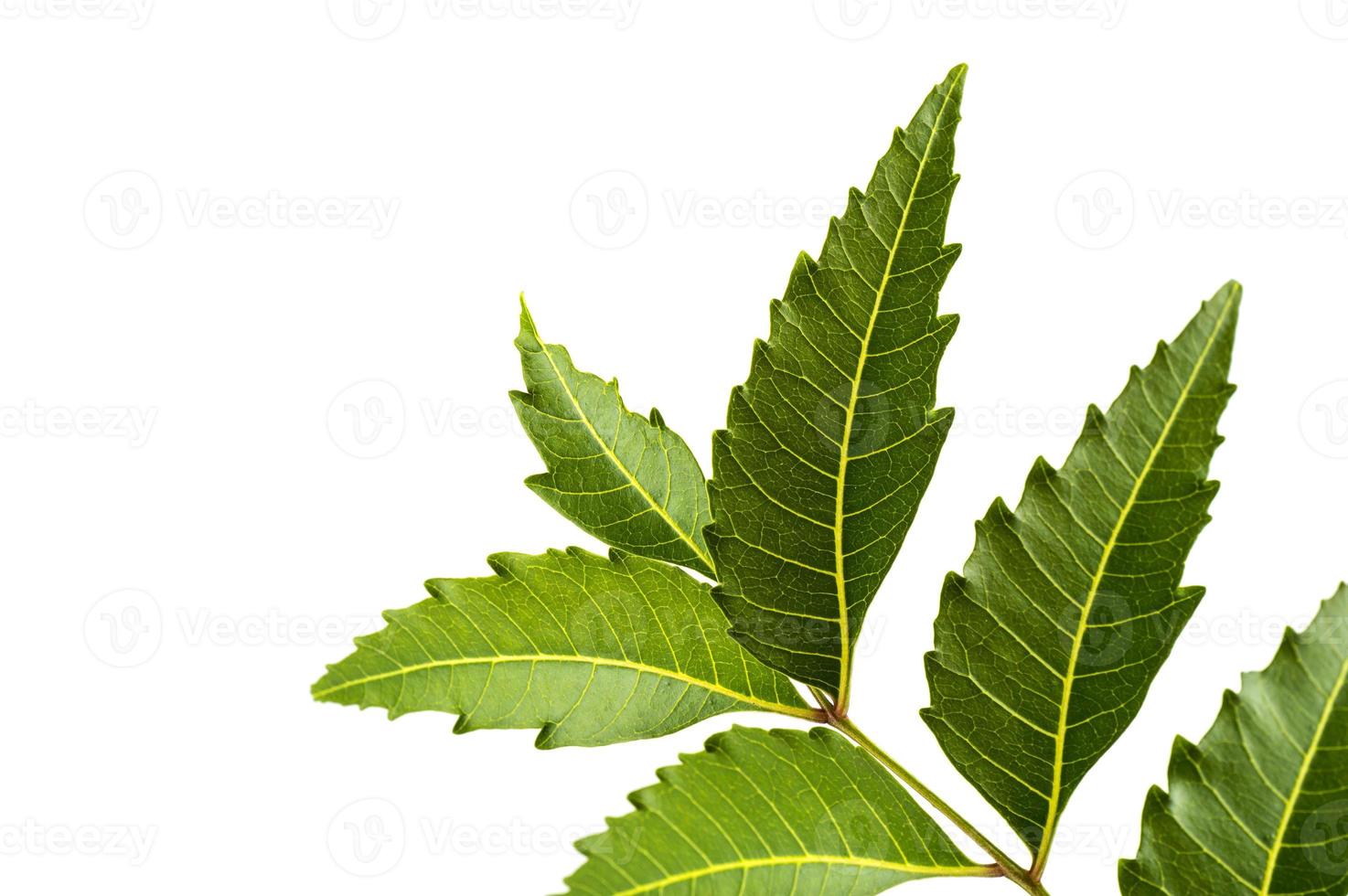 foglia di neem medicinale su sfondo bianco. azadirachta indica. foto