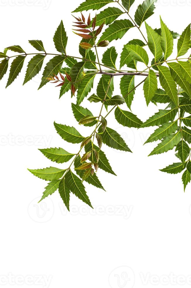 foglia di neem medicinale su sfondo bianco. azadirachta indica. foto