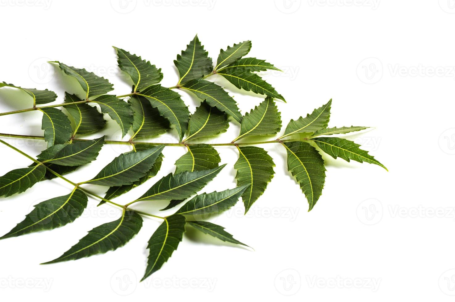 foglia di neem medicinale su sfondo bianco. azadirachta indica. foto