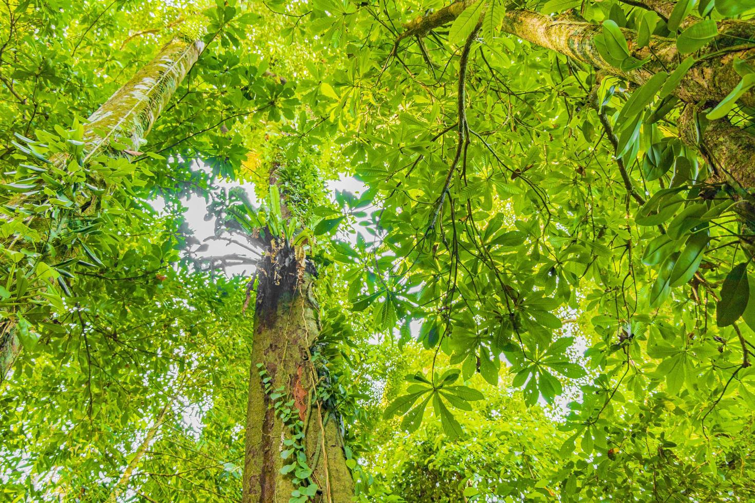 sentiero natura escursionismo nella foresta giungla tropicale lamru nationalpark thailandia. foto