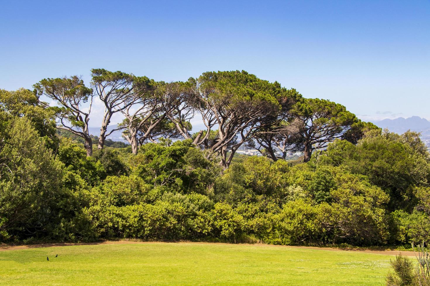 enormi alberi sudafricani nel giardino botanico di kirstenbosch, città del capo. foto