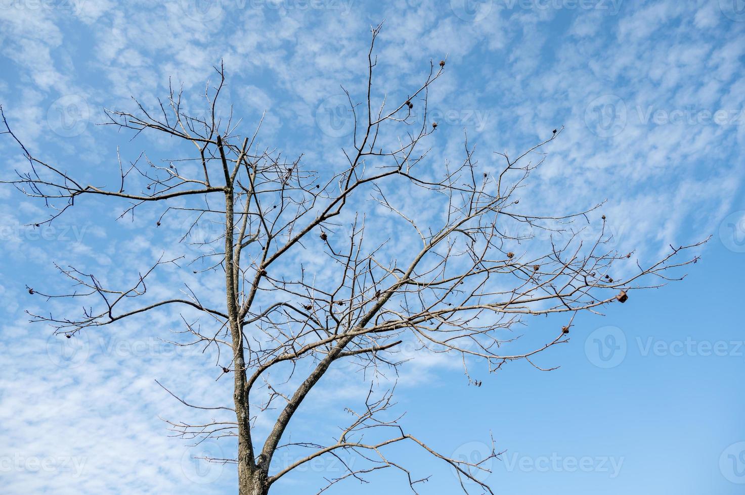 alberi secchi sotto il cielo azzurro e nuvole bianche foto