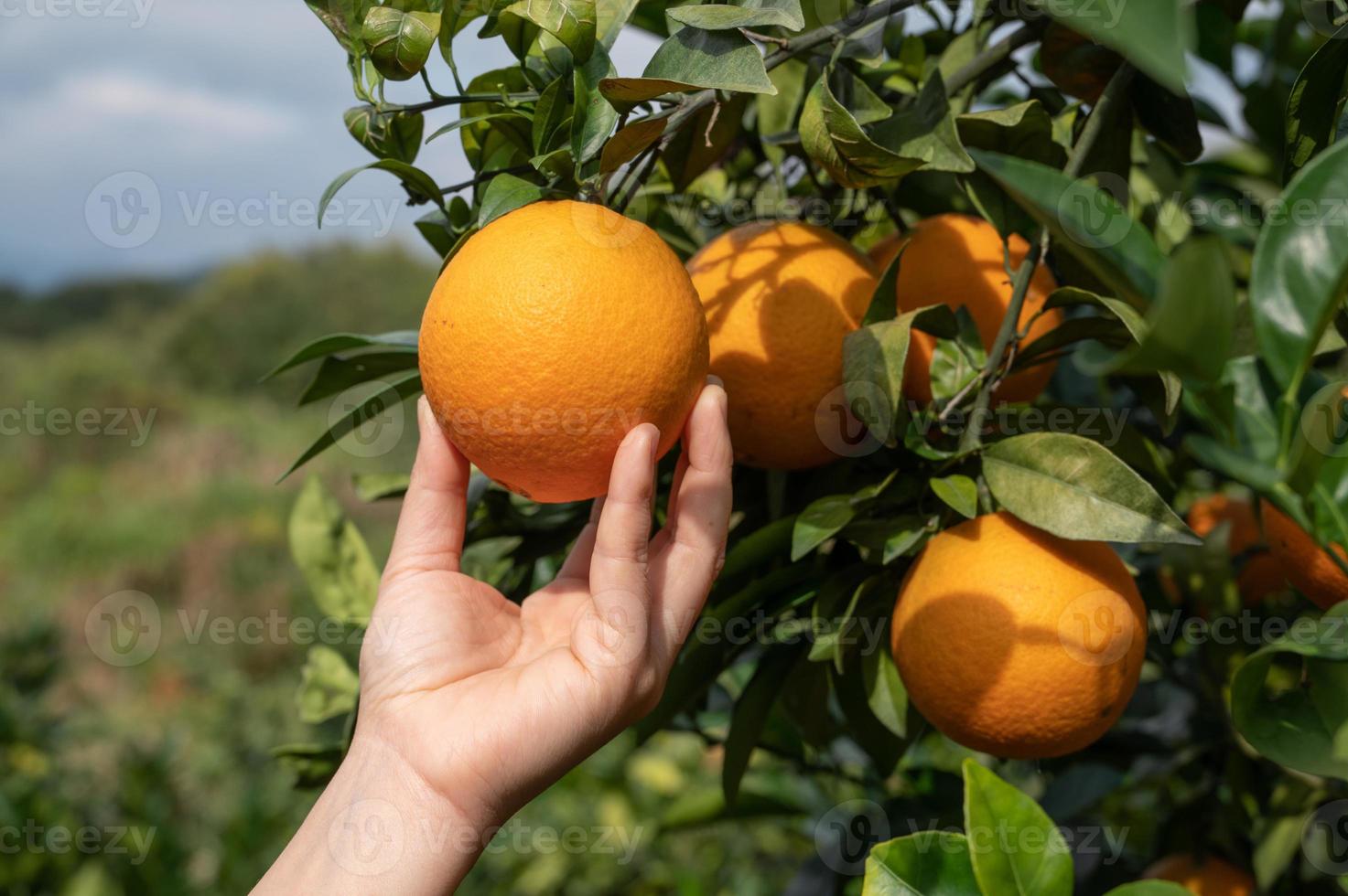 tocca con le mani le arance dorate sui rami verdi e sulle foglie. foto