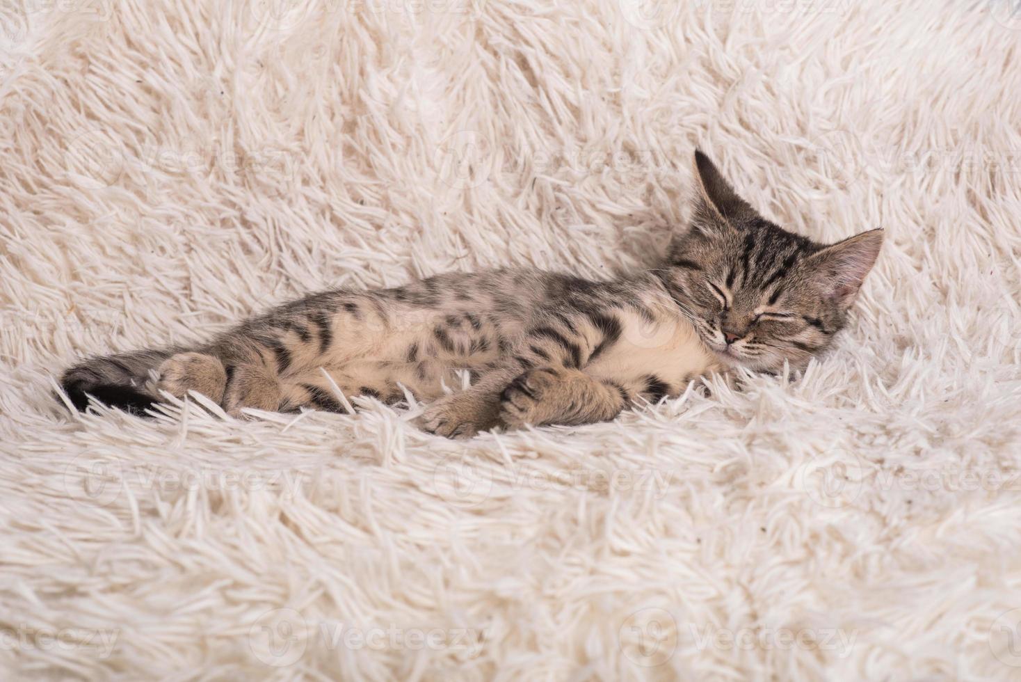 un gattino piccolo, carino e divertente su una soffice coperta bianca. il gattino dorme con un maglione blu lavorato a maglia. gattino in un'atmosfera accogliente foto