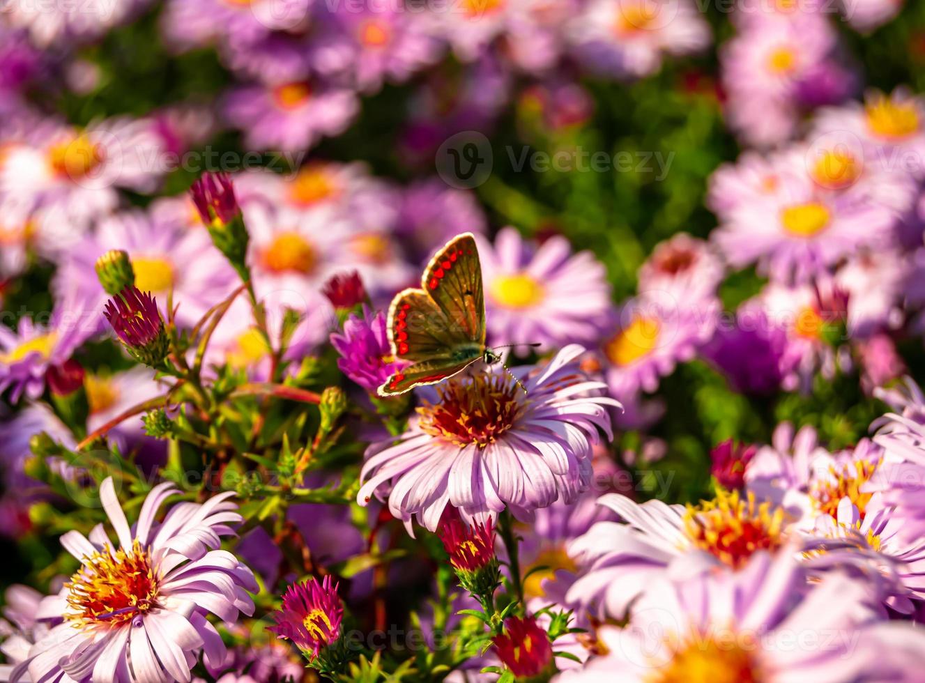 fotografia a tema bellissima farfalla nera monarca foto