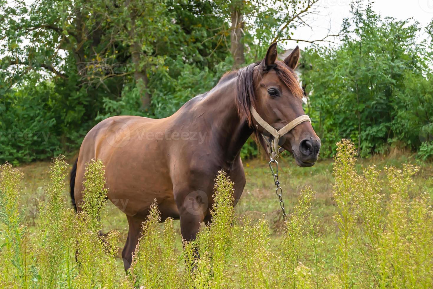 bellissimo stallone selvaggio cavallo marrone sul prato fiorito estivo foto