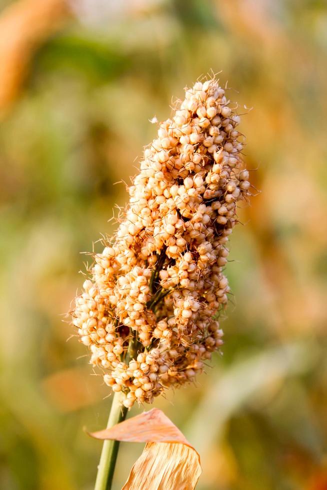 campo di grano di sorgo o jowar foto