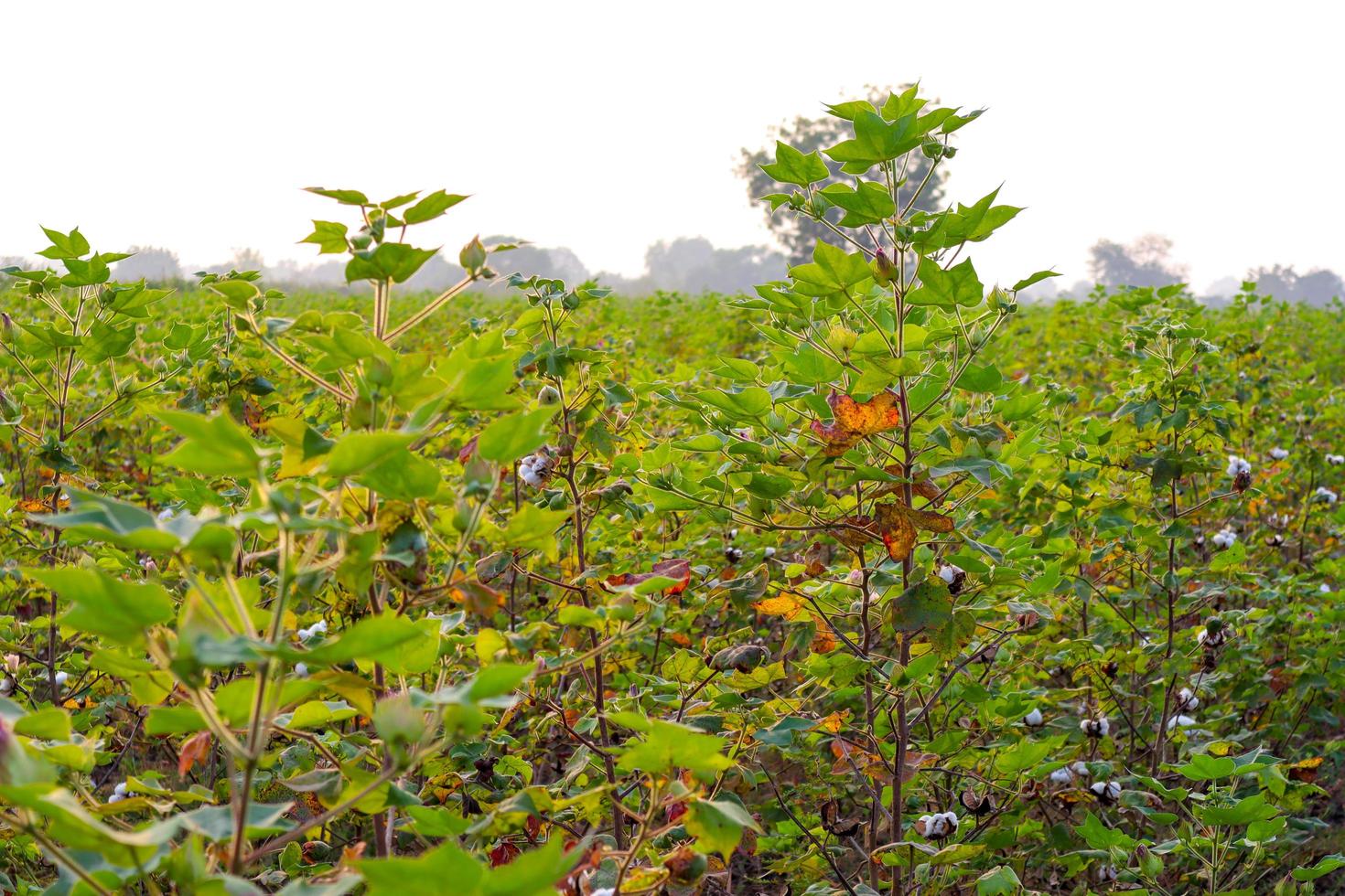 fila di campo di cotone verde in crescita in india. foto