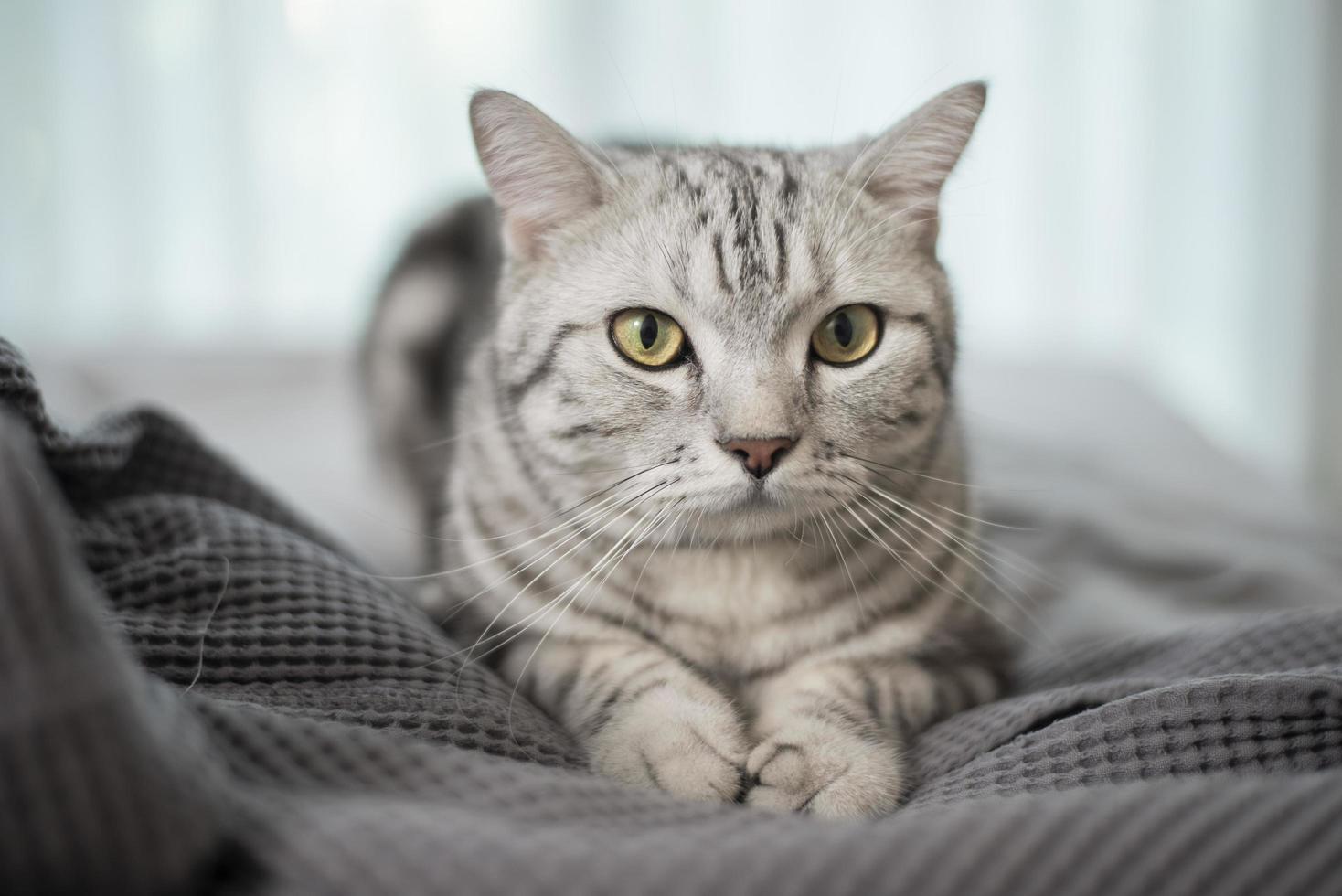 simpatico gatto scozzese in marmo bianco. foto