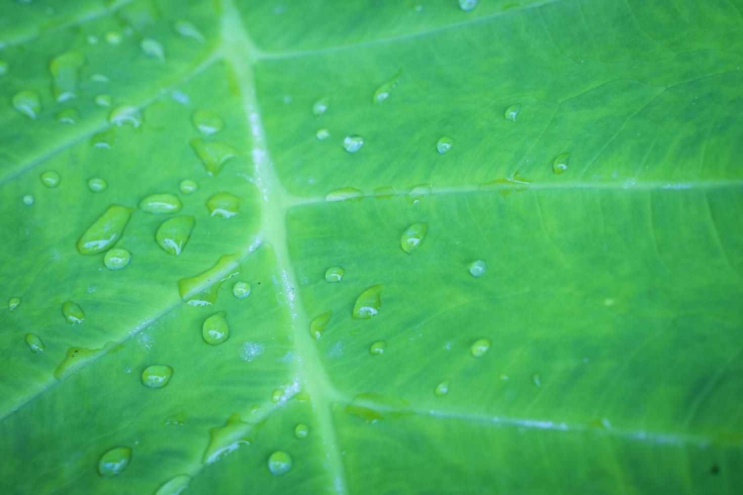 mazzo verde di foglie di piante tropicali foto