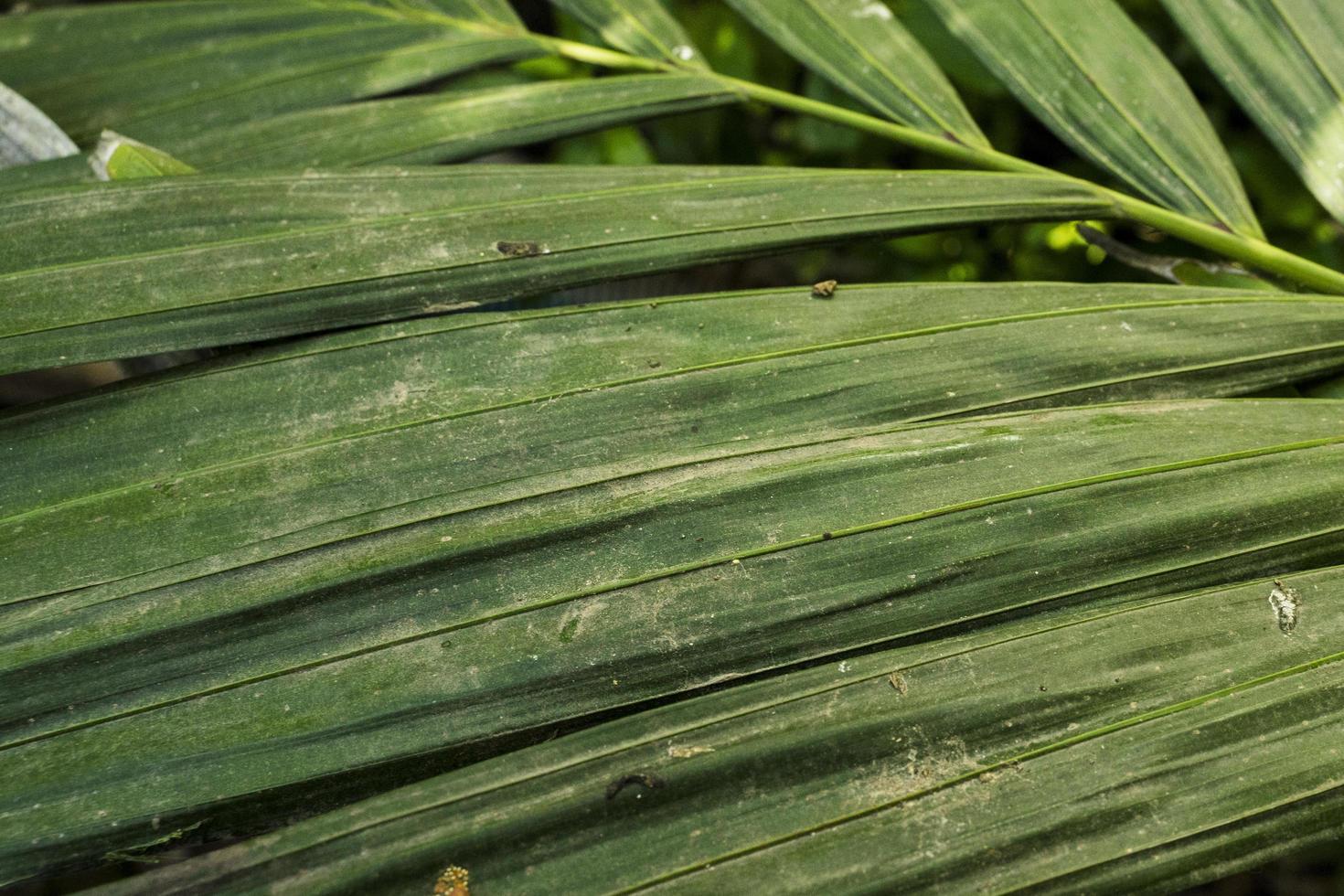 la palma verde lascia la priorità bassa della foto