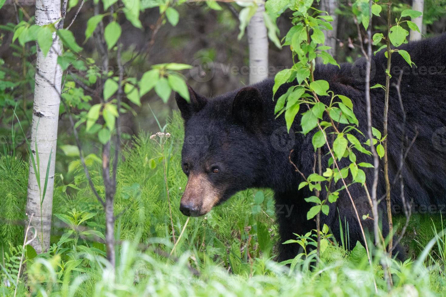 orso nero nel nord del Canada foto