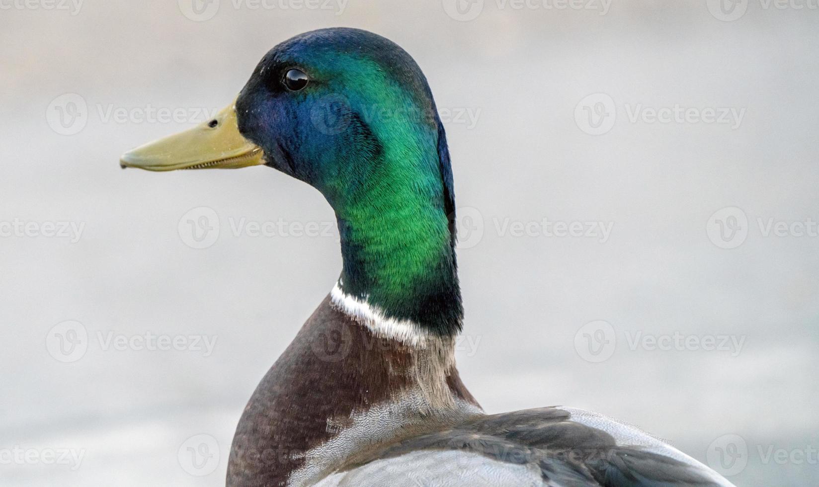 germano reale anatra saskatchewan foto