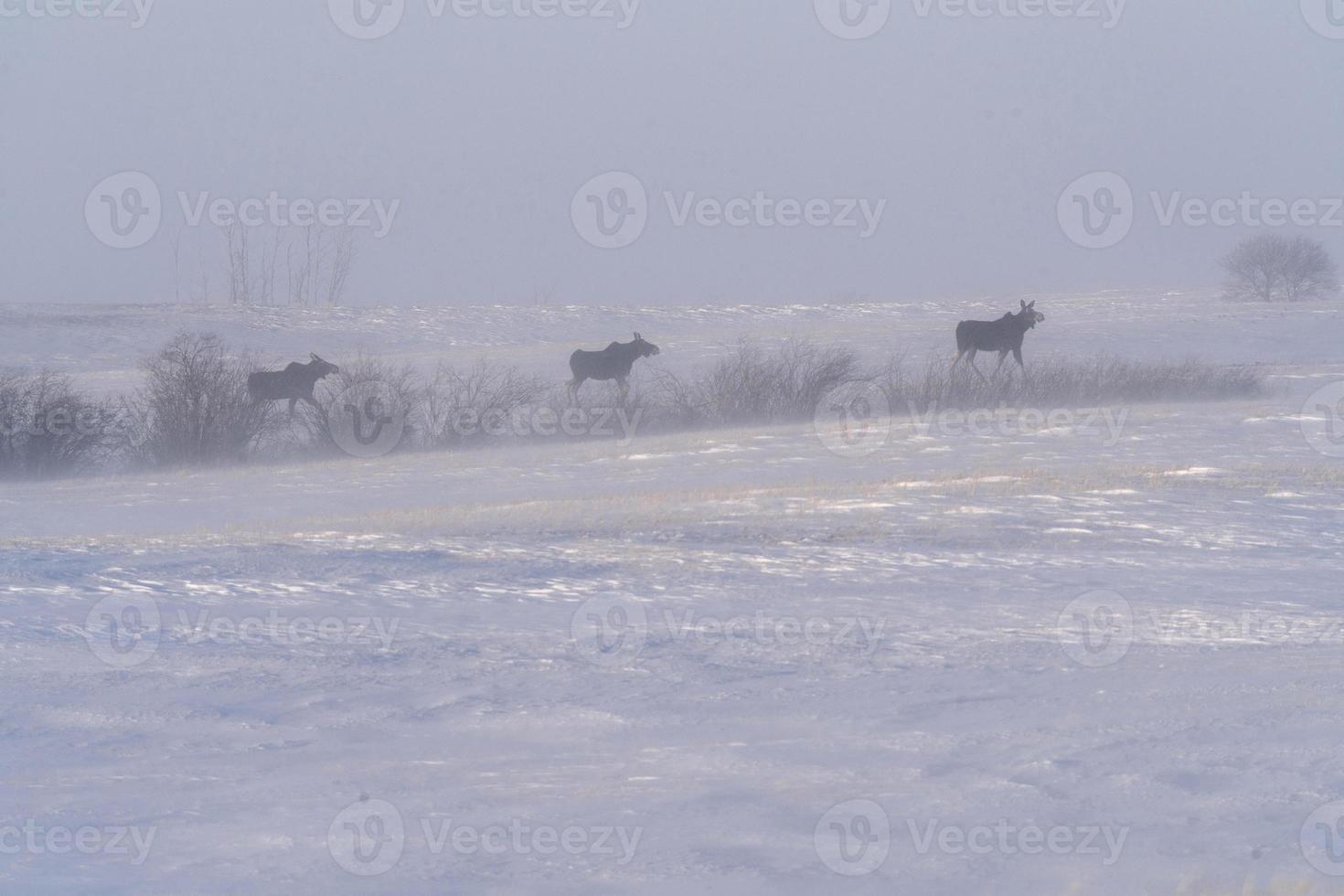 alce nella bufera di neve foto