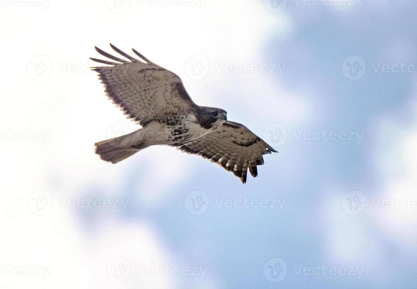 swainson hawk saskatchewan foto