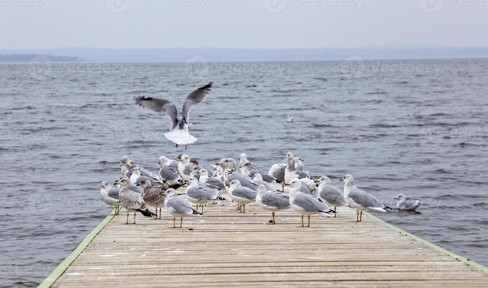 gabbiani su un molo foto