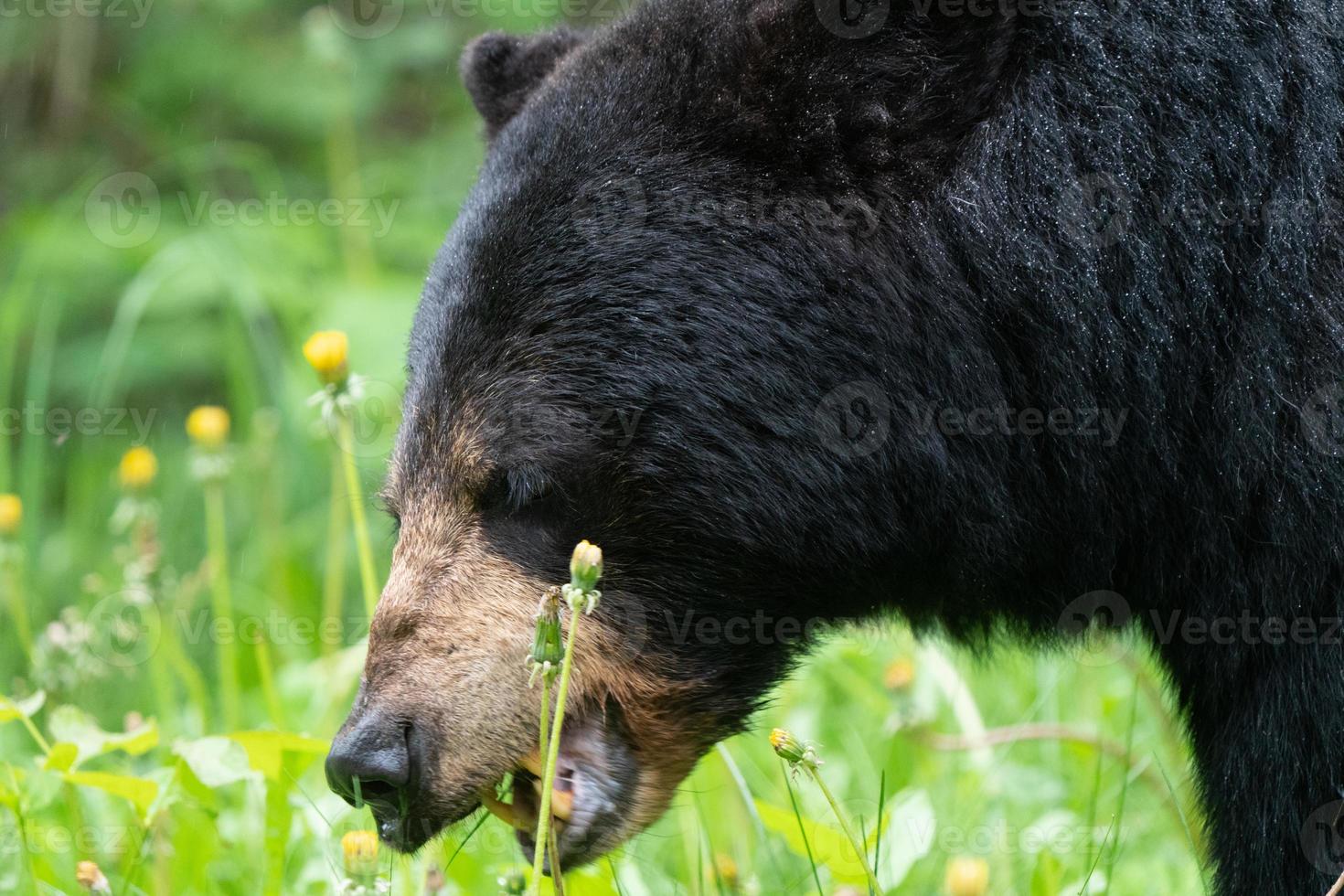 orso nero nel nord del Canada foto