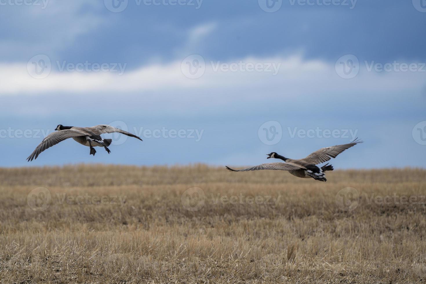 oca canadese in volo foto