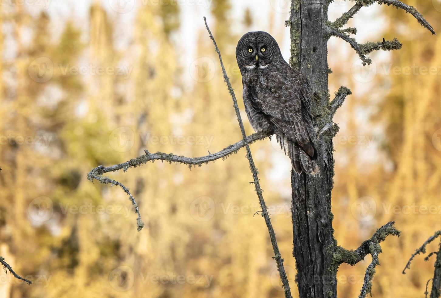 grande gufo grigio saskatchewan foto