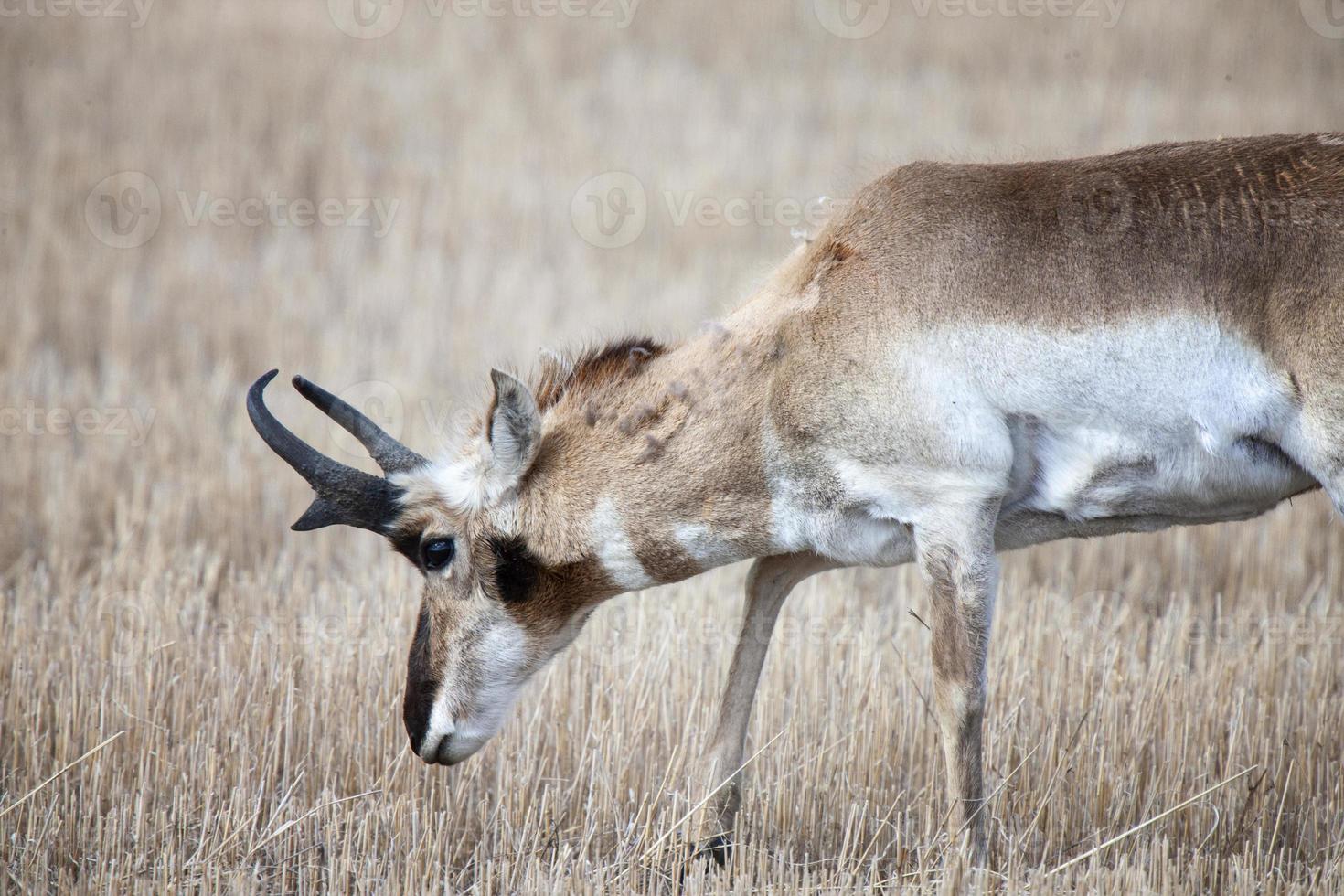 antilope saskatchewan foto