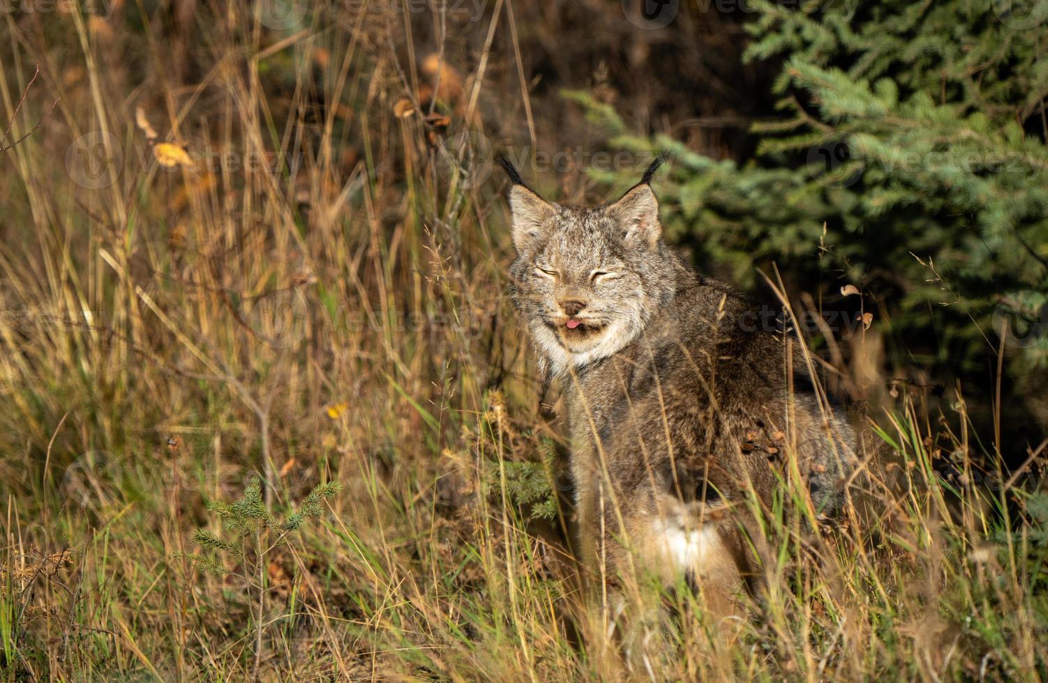 lince selvatica manitoba foto