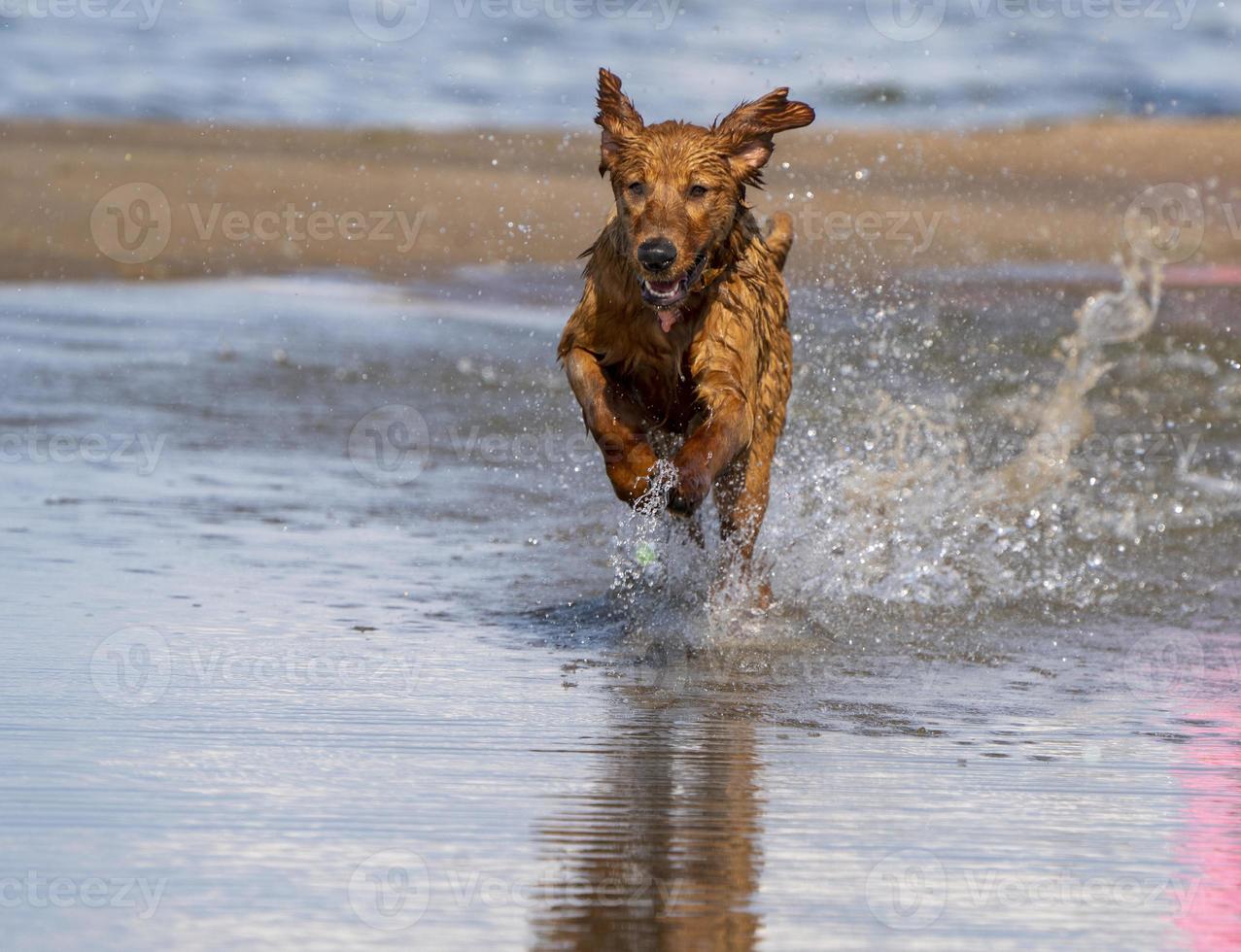 razza golden retriever canada foto