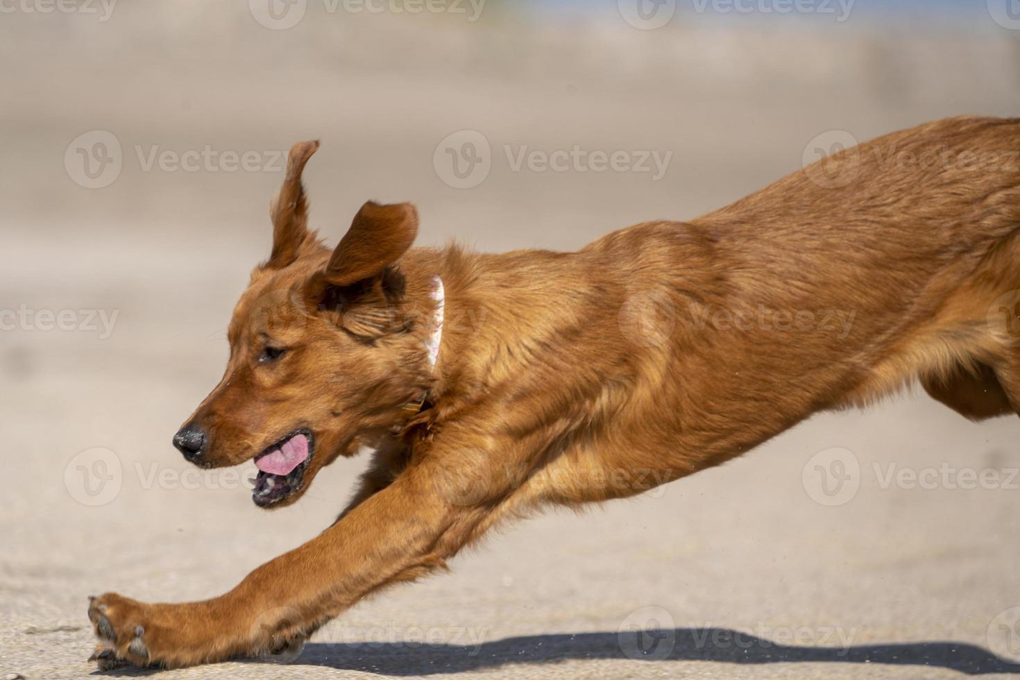 razza golden retriever canada foto