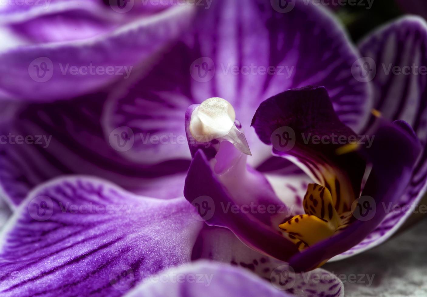 iris fiore rosa foto