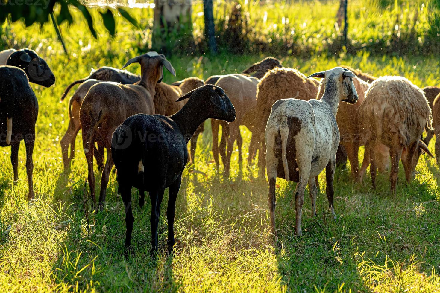 pecore adulte allevate con animali foto