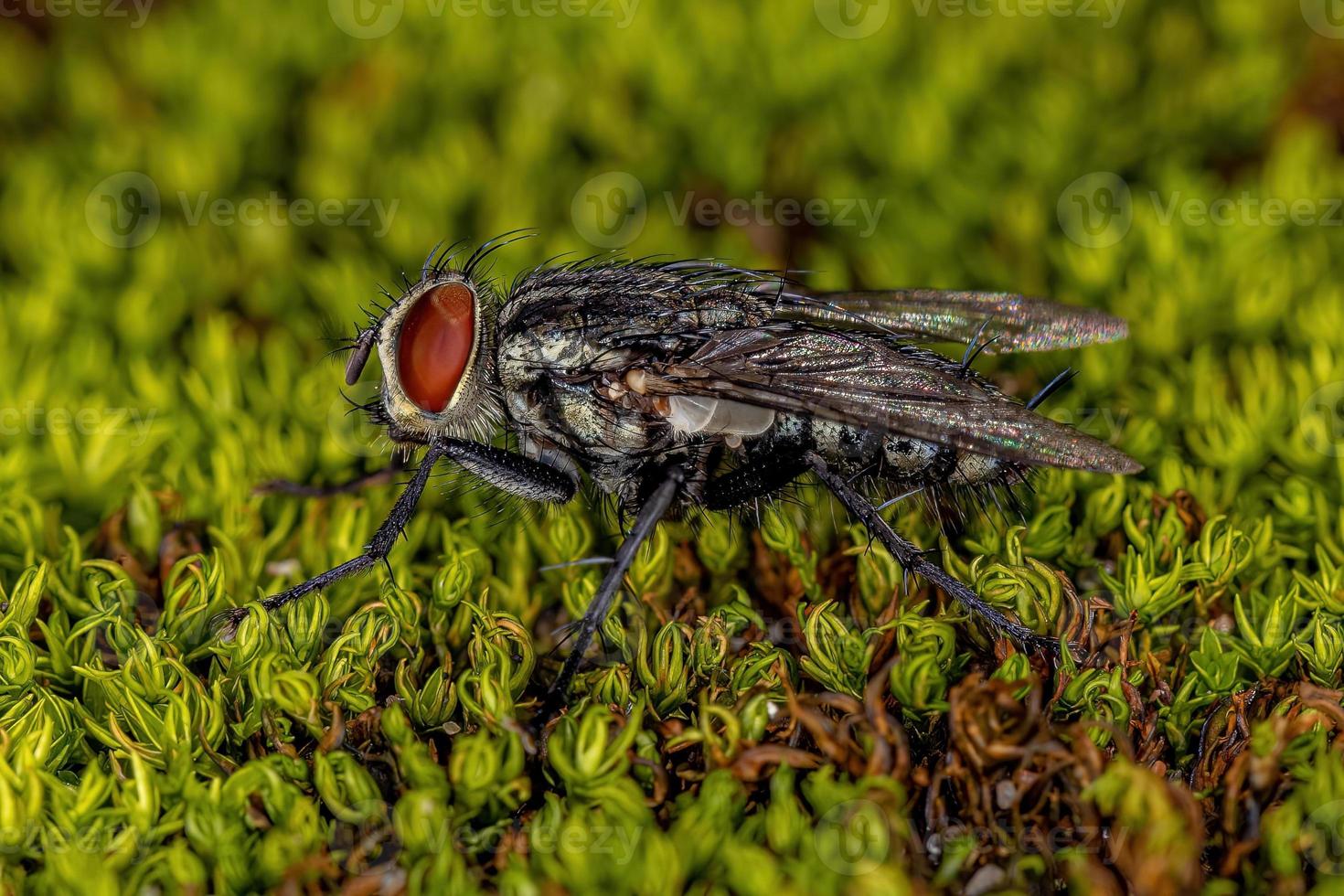 mosca di carne adulta foto