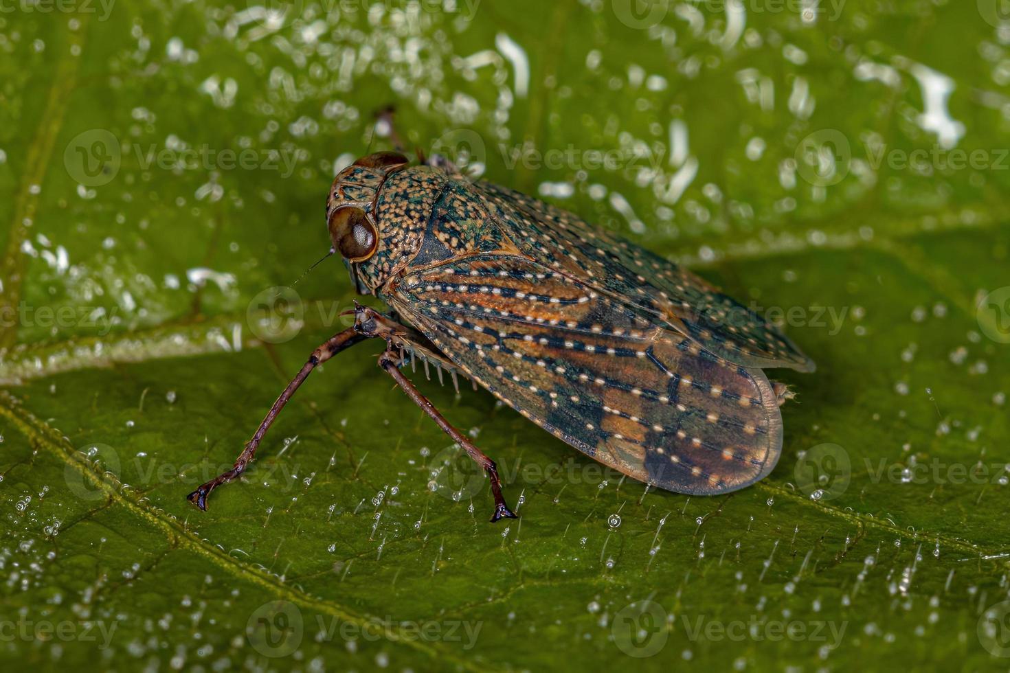 cicalina tipica adulta foto