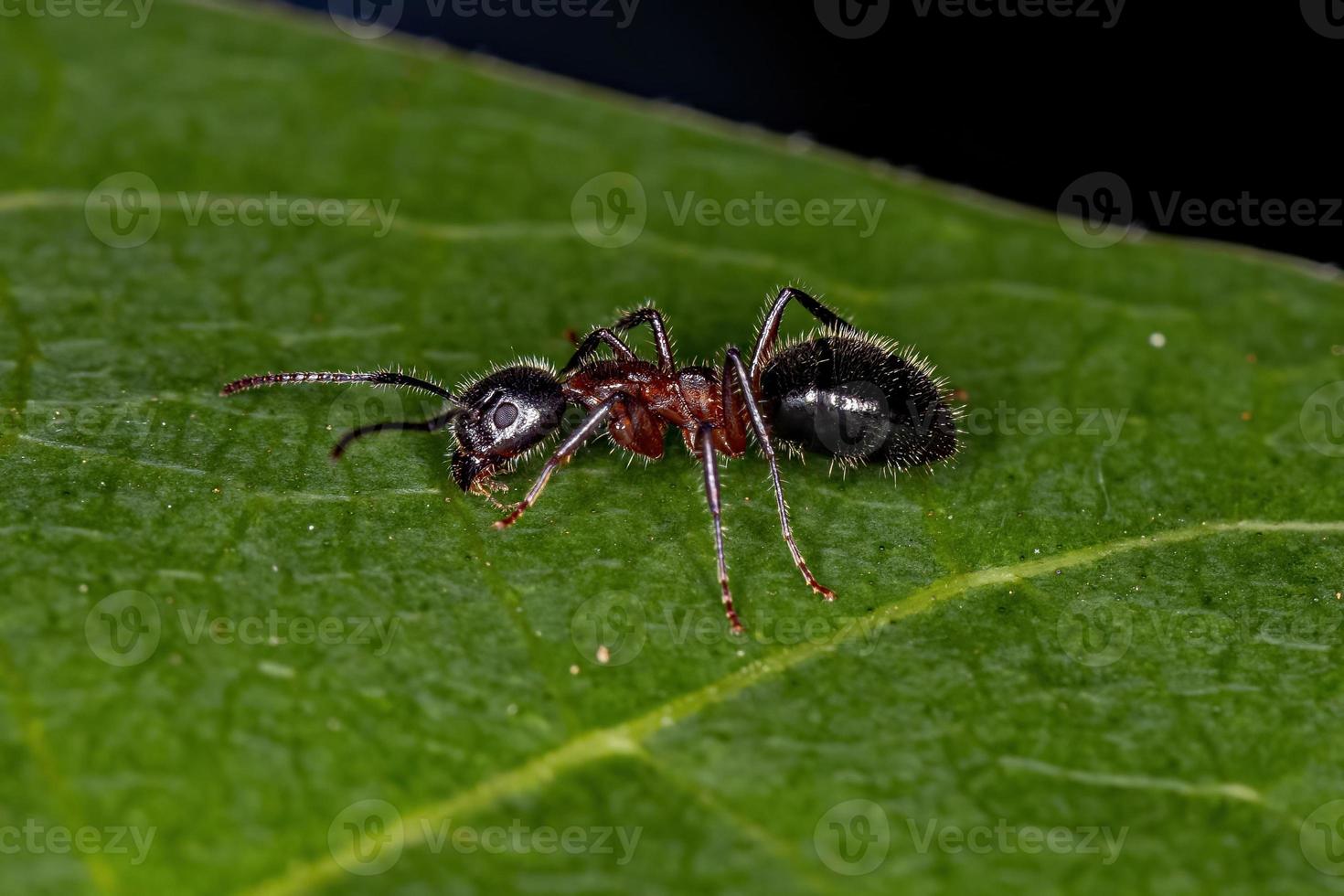 formica odorosa adulta foto