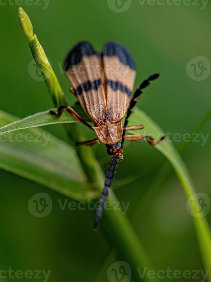 scarabeo adulto dalle ali nette foto