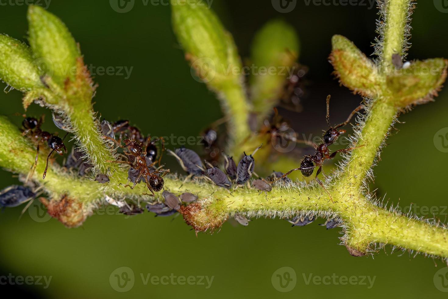 formiche dalla testa grossa femmine adulte foto