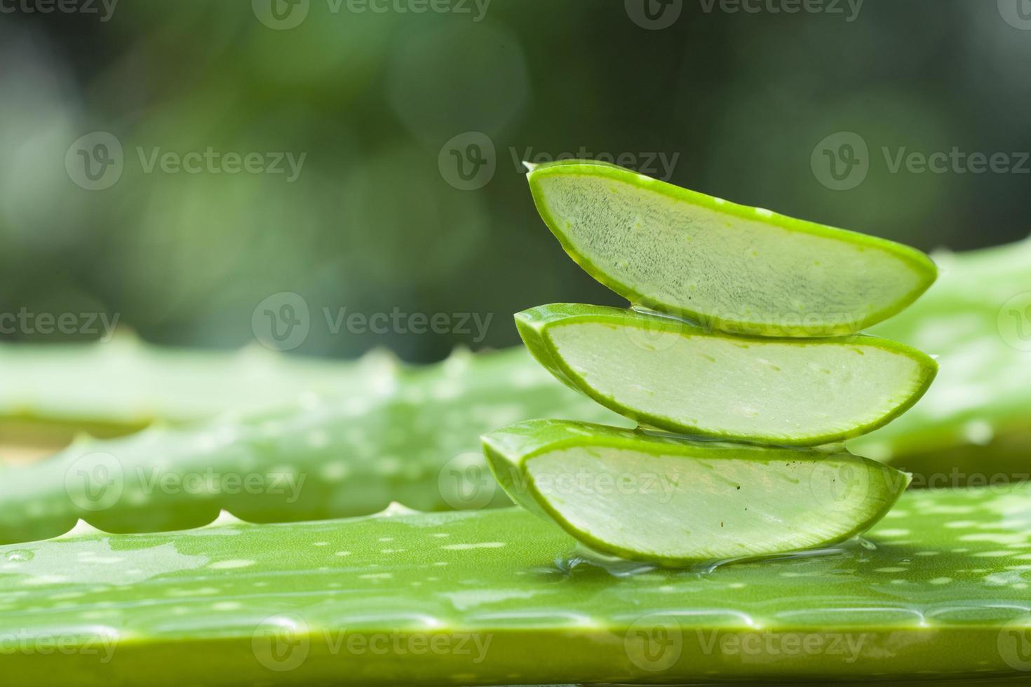 aloe vera fresca foto