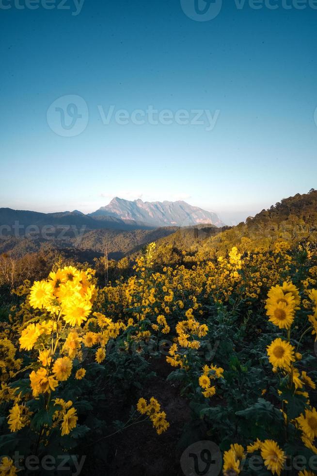 vista sulle montagne e fiori gialli la sera foto