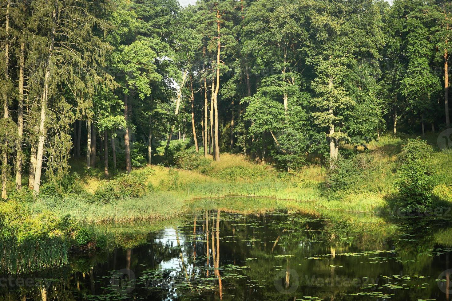 foresta e il suo riflesso nel paesaggio dell'acqua del lago foto