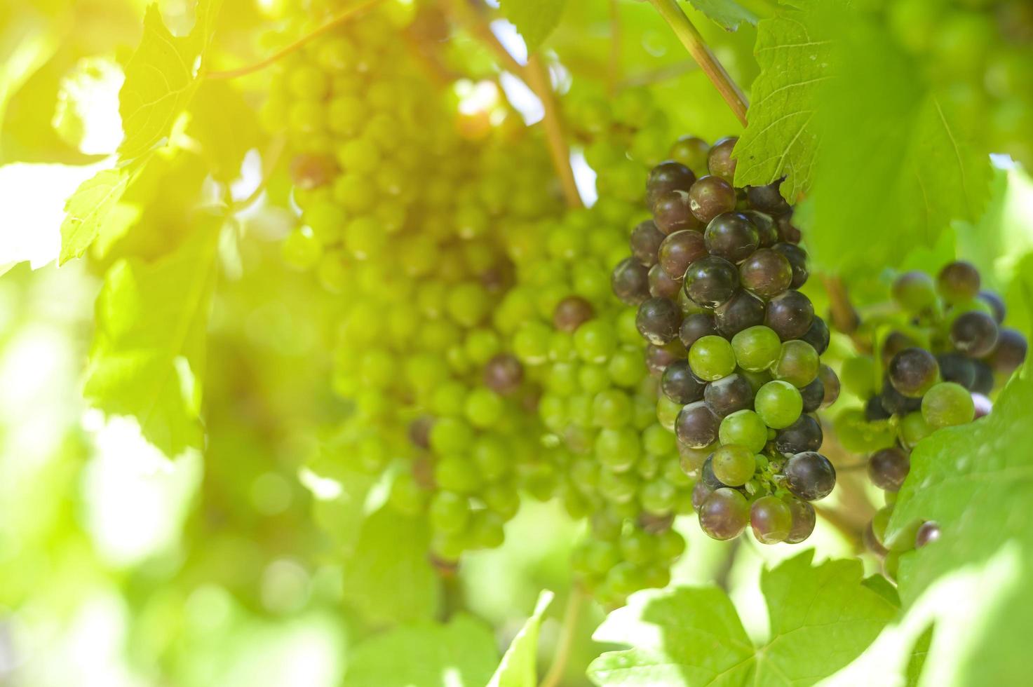 uva in vigna per fare il vino foto