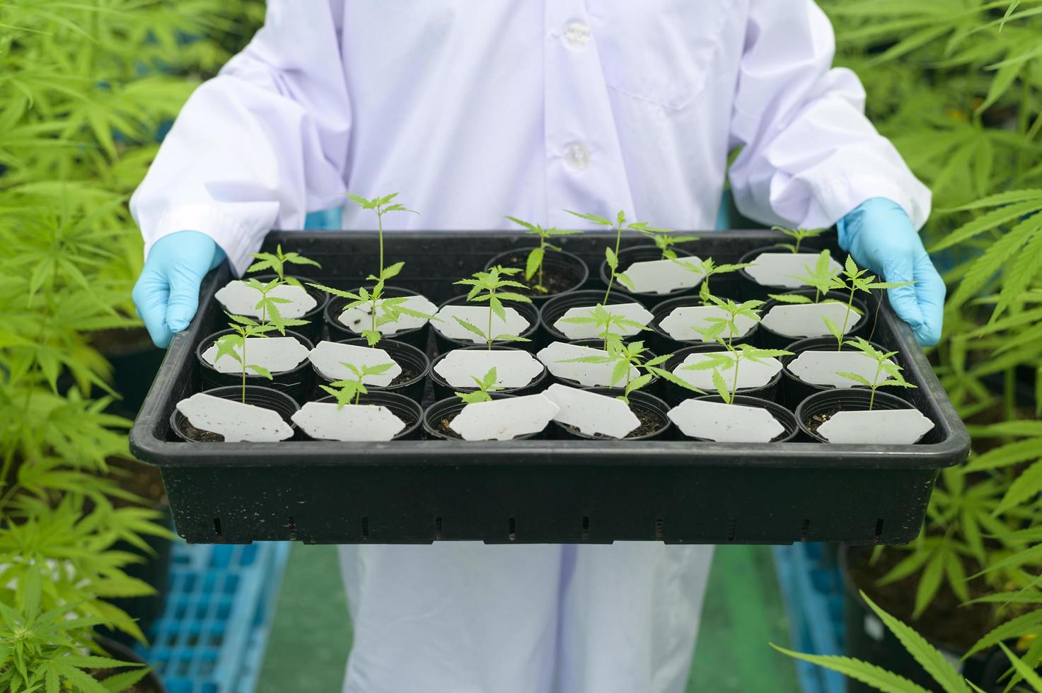 uno scienziato tiene piantine di cannabis in una fattoria legalizzata. foto