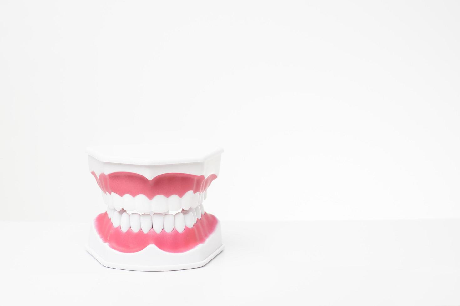 denti modello artificiale su sfondo bianco di dimostrazione di cure odontoiatriche foto