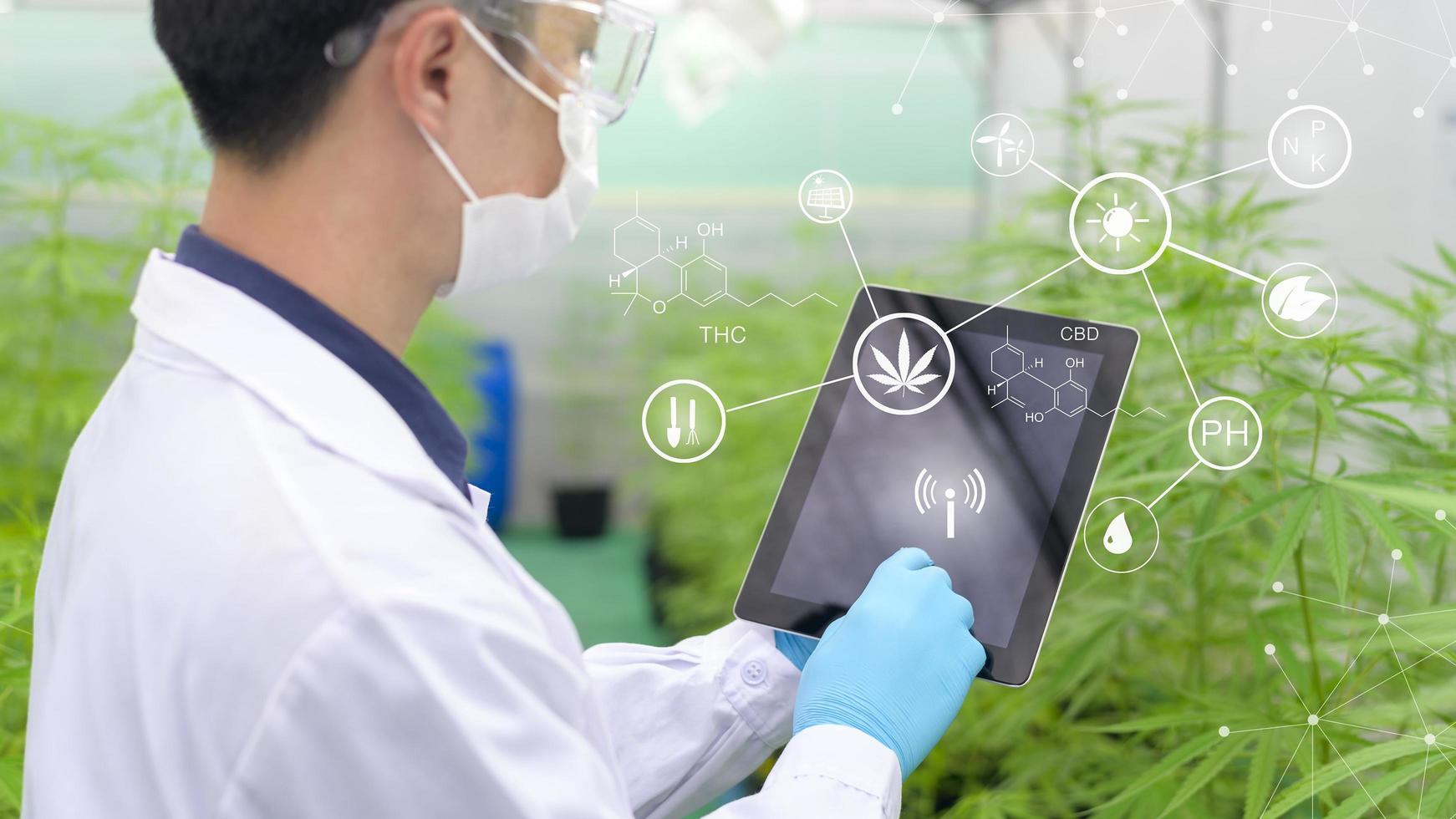 concetto di piantagione di cannabis per uso medico, uno scienziato che utilizza un tablet per raccogliere dati sulla fattoria indoor di cannabis sativa foto