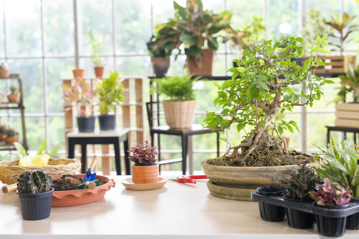 una vista del giardino interno nella casa moderna, nel giardinaggio domestico e nel concetto di hobby. foto