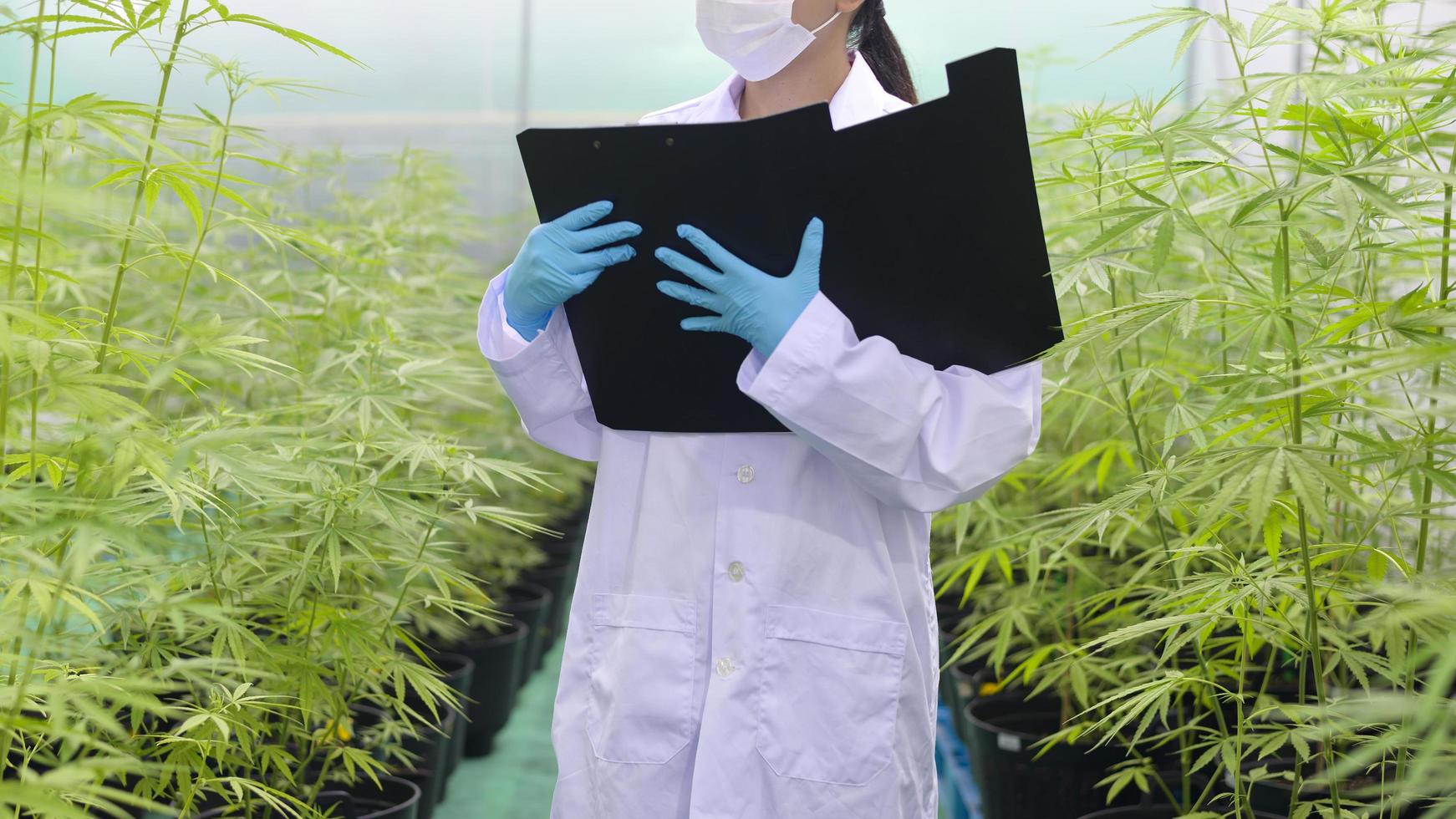 concetto di piantagione di cannabis per uso medico, uno scienziato sta raccogliendo dati sulla fattoria indoor di cannabis sativa foto