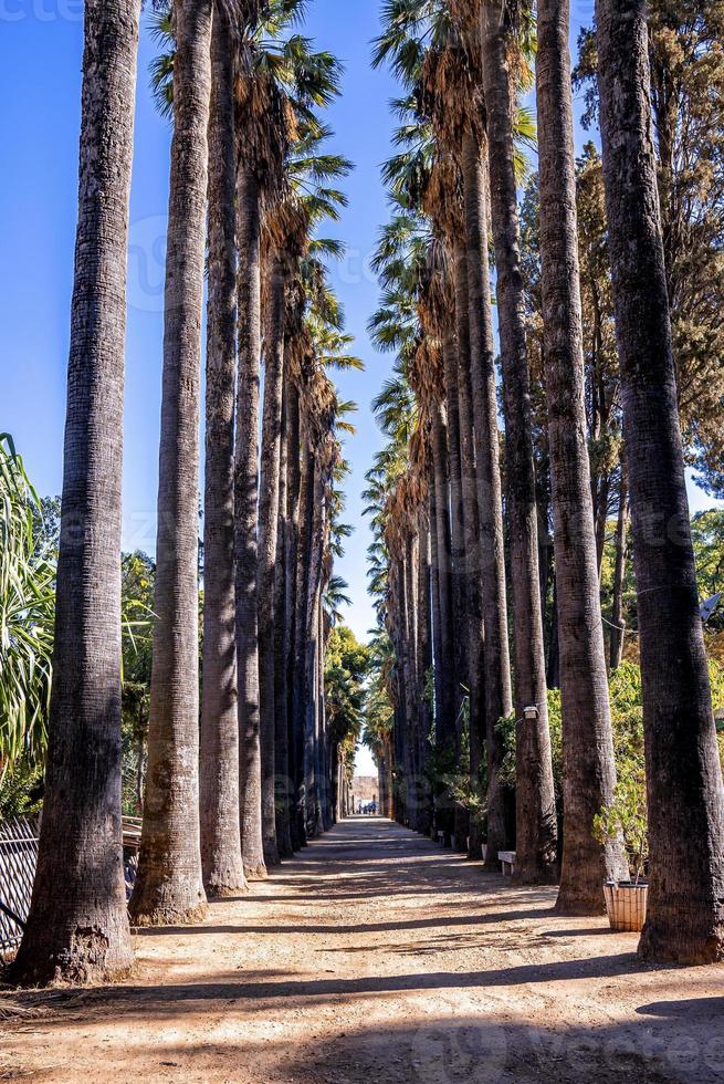 sentiero vuoto fiancheggiato da palme su entrambi i lati contro il cielo blu foto