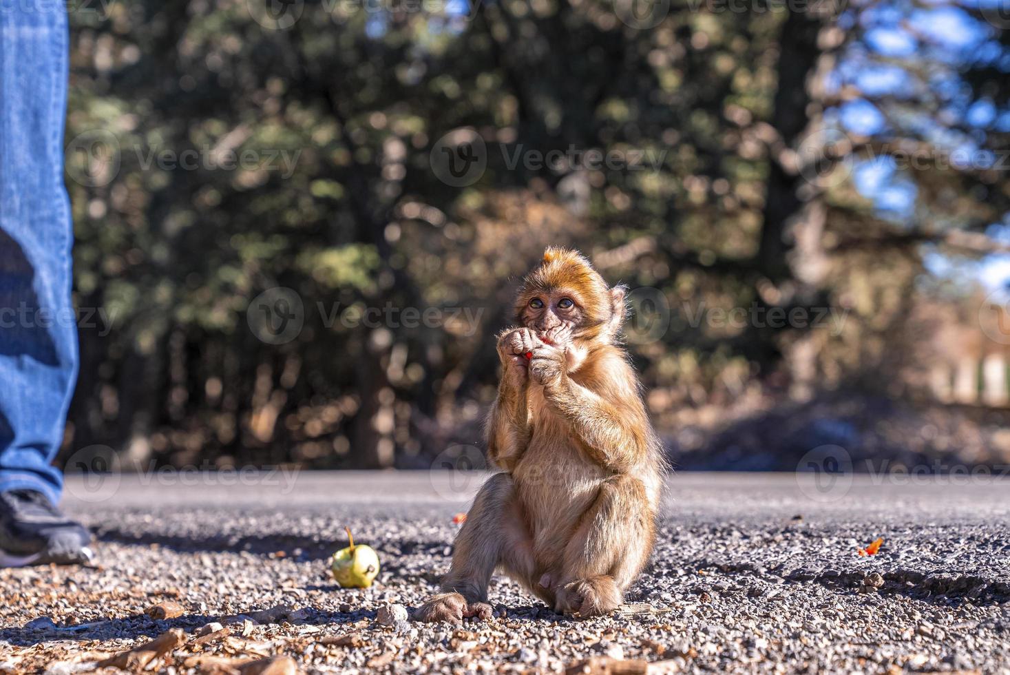 giovane scimmia marrone che mangia frutta accanto alla strada al parco con tempo soleggiato foto