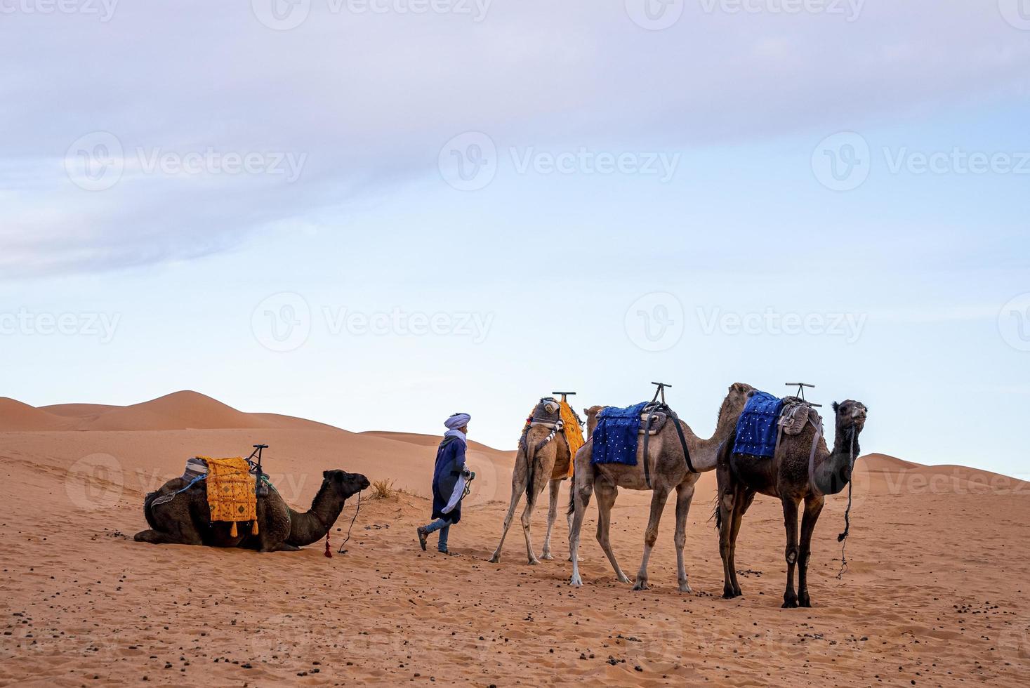 beduino con carovana di cammelli sulla sabbia nel deserto contro il cielo blu foto
