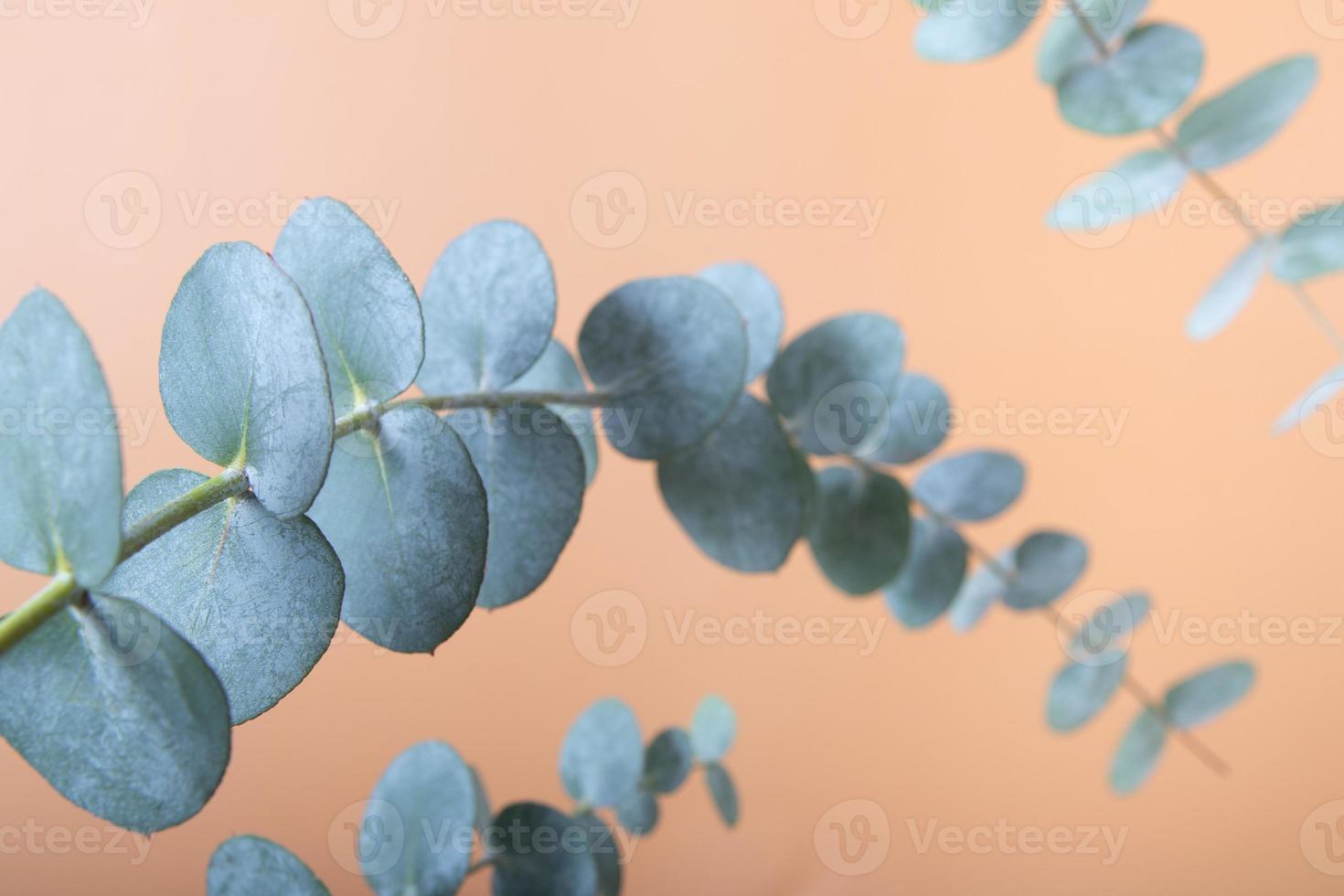 foglie di eucalipto su sfondo colorato. foglie verdi blu sui rami per sfondo naturale astratto o poster foto