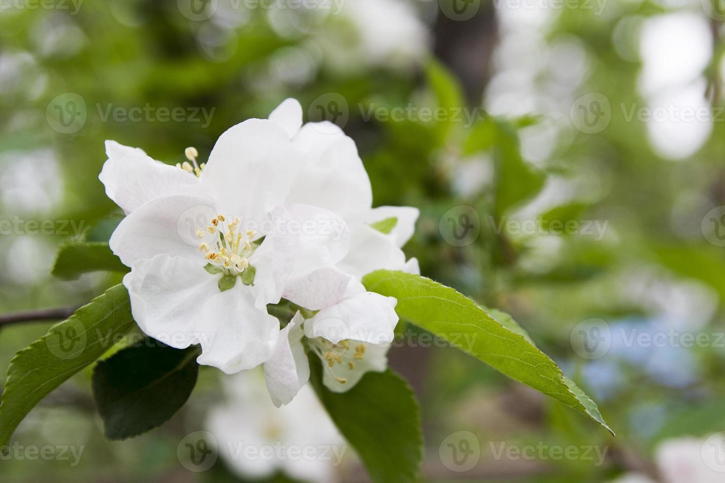 primo piano fiori sboccianti di melo su uno sfondo di fogliame verde con bokeh. fioritura primaverile foto