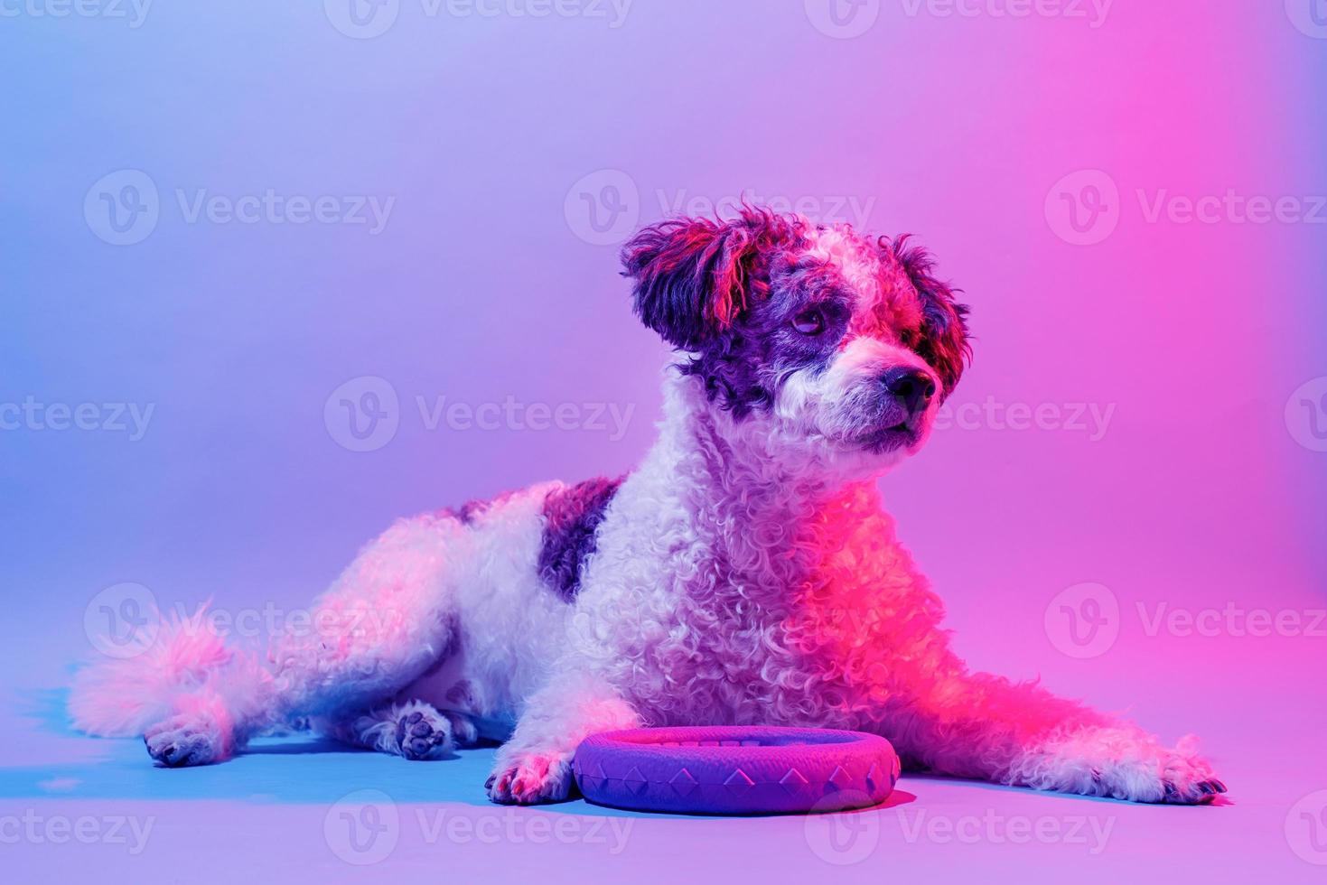 ritratto di cane carino di razza mista alla luce di lampade colorate foto