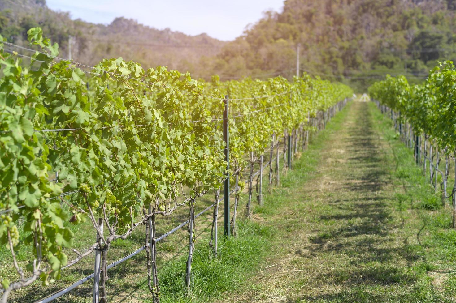 uva in vigna per fare il vino foto